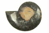 Cut & Polished Ammonite Fossil (Half) - Unusual Black Color #296295-1